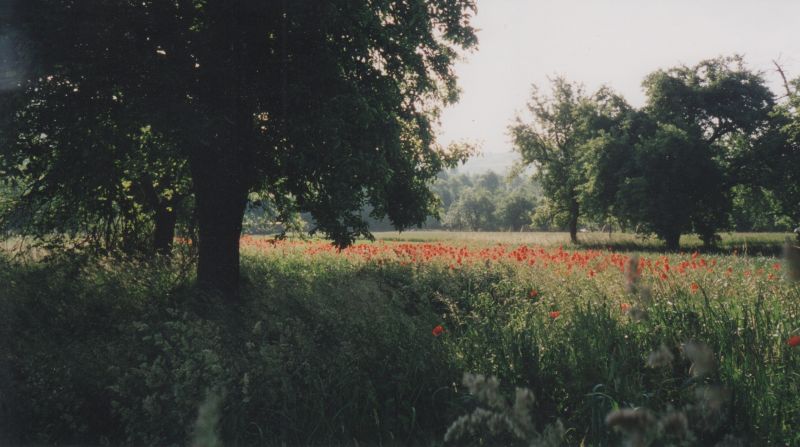 Wiese mit Mohnblumen