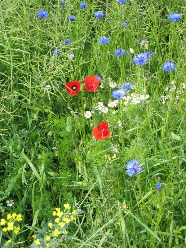 Blumen am Wegesrand Ostsee Hamburg - Ahlbeck - Berlin