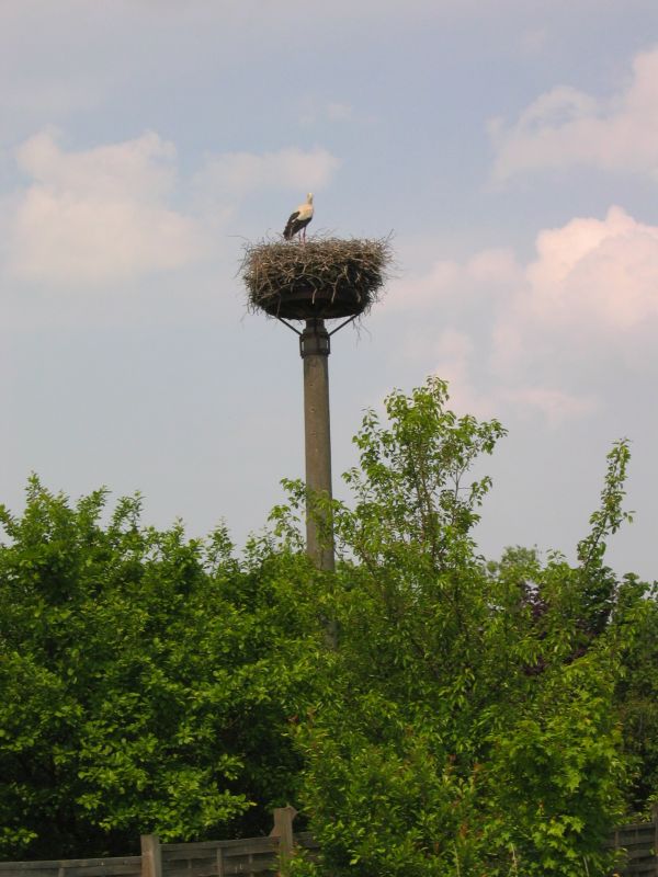 Storchennest