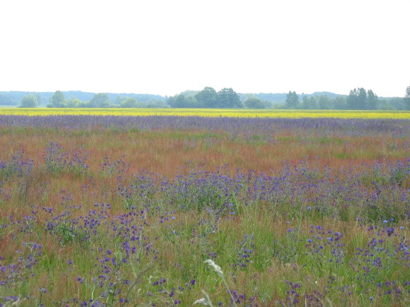 Marschland Marschland